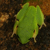 Pseudophilautus poppiae Megaskumbura & Manamendra-Arachcchi, 2005